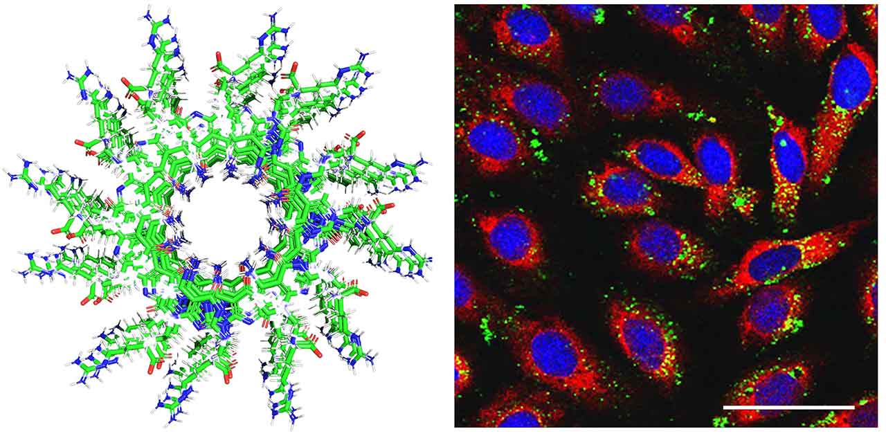 upward-81-janus-nanotube-cross-section Left: A cross section of a Janus base nanotube with a diameter of 3.5 angstroms. Right: Green-fluorescence-labeled RNA drugs were delivered into human cartilage cells by JBNs (scale bar is 100 micrometer).