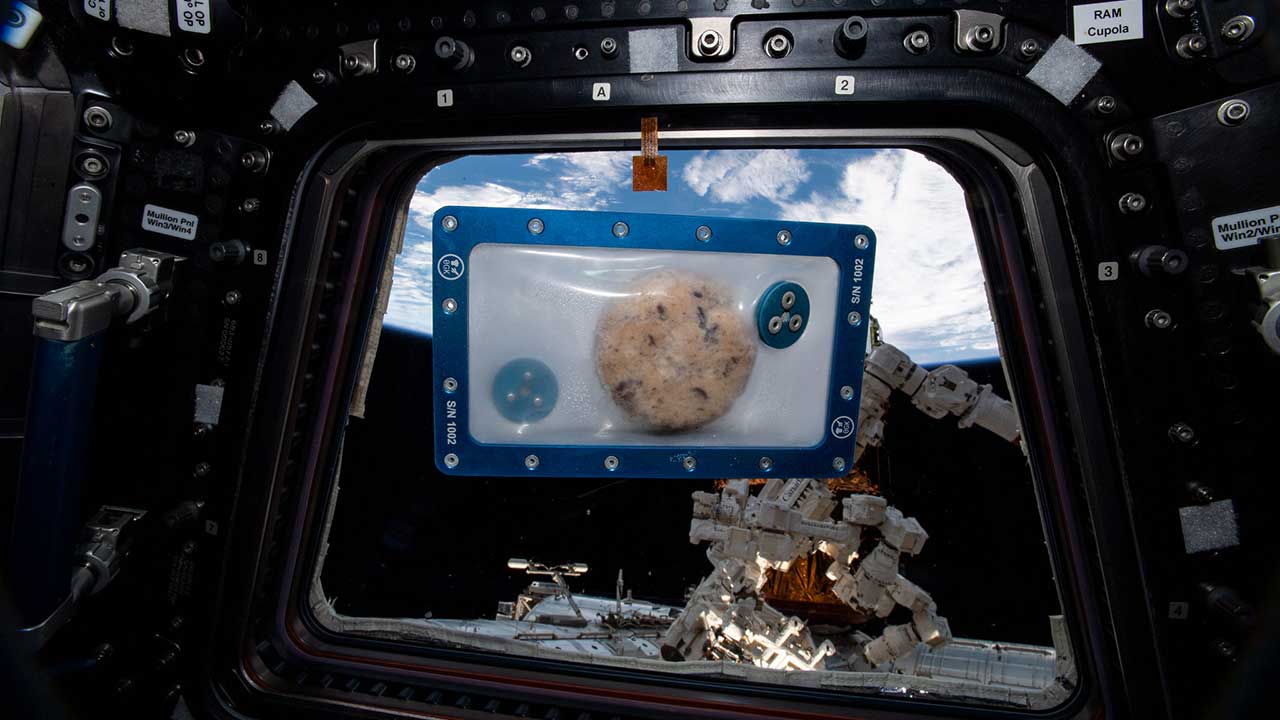 photo-essay-fun-cookies A view of a food sample that was heated up inside the space station's Zero G oven.