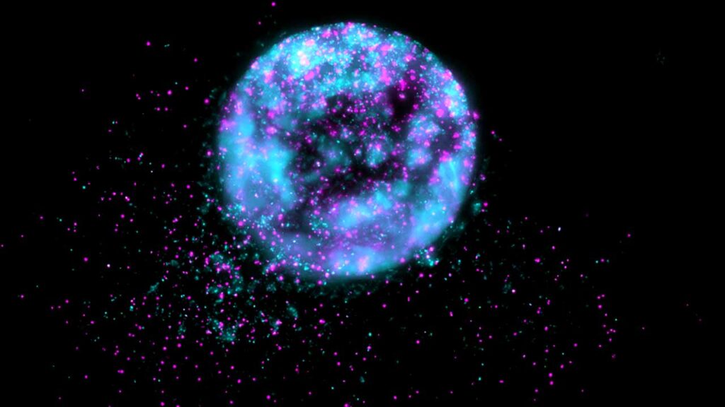 This microscopic image shows a cloned tumor sample from a SpaceX CRS-30 investigation that used Encapsulate’s tumor-on-a-chip system to grow patient-derived cancer cells and test chemotherapy drugs in microgravity.