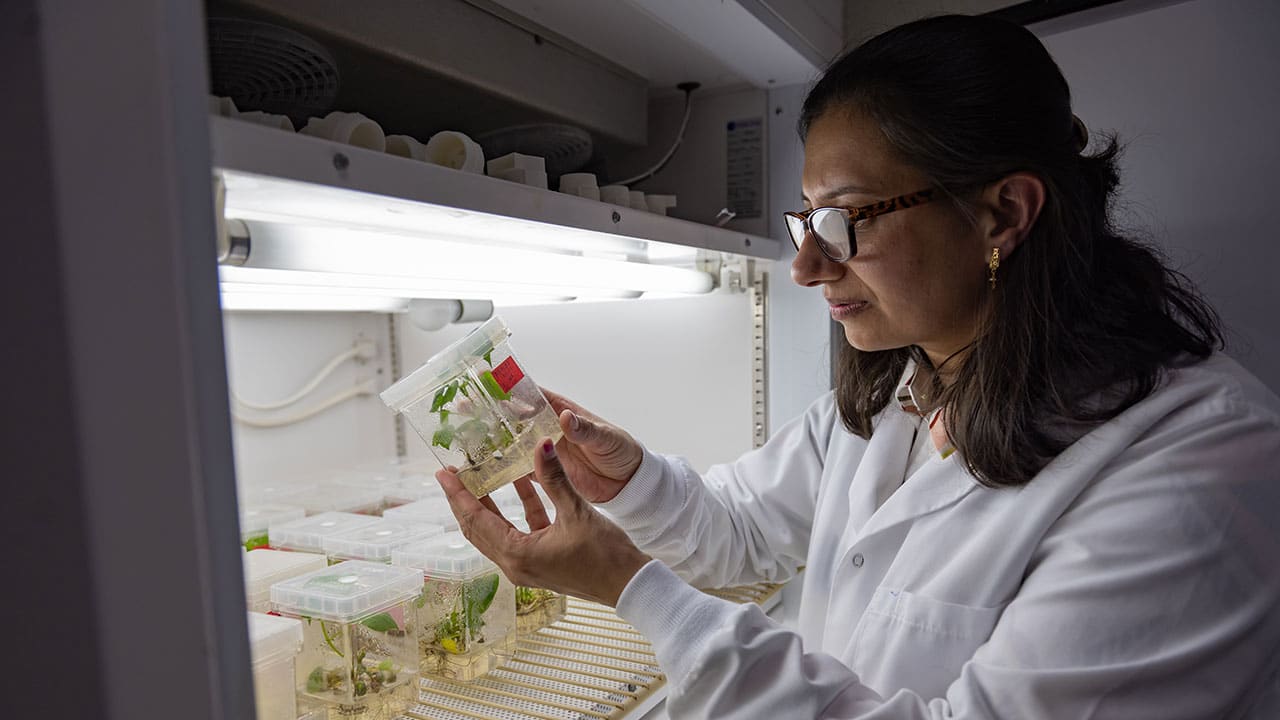 Soniki Kumar examine tiny cotton plants in the lab.