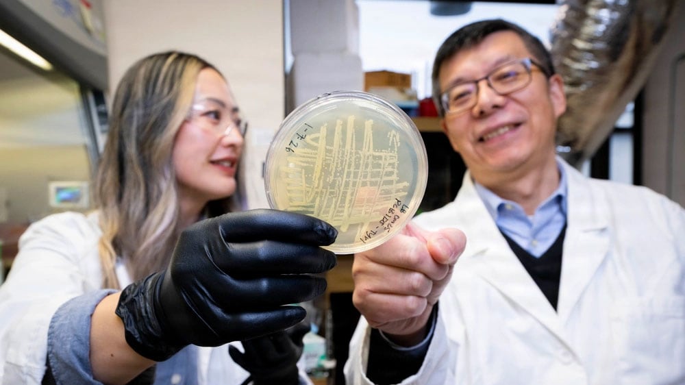 Tiffany Hennessa and Zheng Wang look at petri dish containing bacterial culture