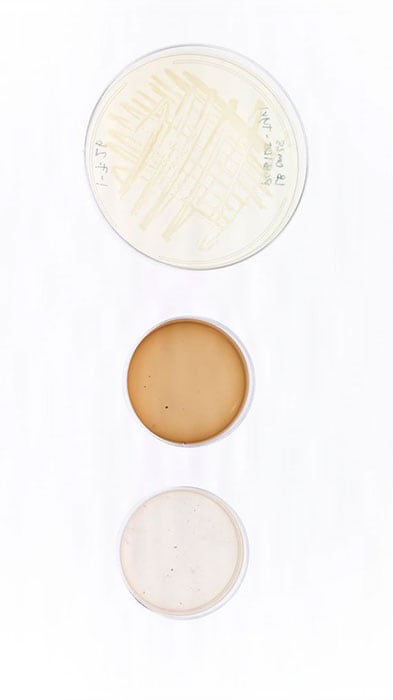 Three petri dishes containing bacterial cultures on display in Washington D.C.