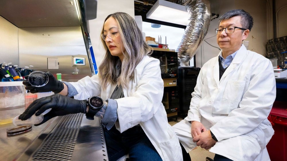 Tiffany Hennessa and Zheng Wang in laboratory