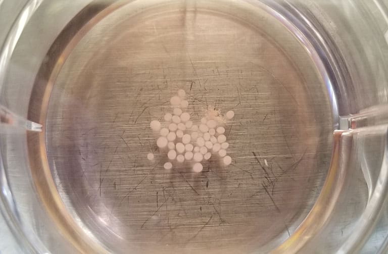 Brain organoids grown in Alysson Muotri’s lab cluster in a culture dish.